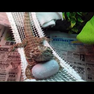 COPY - BEARDED DRAGON ATTACHABLE RESTING HAMMOCKS